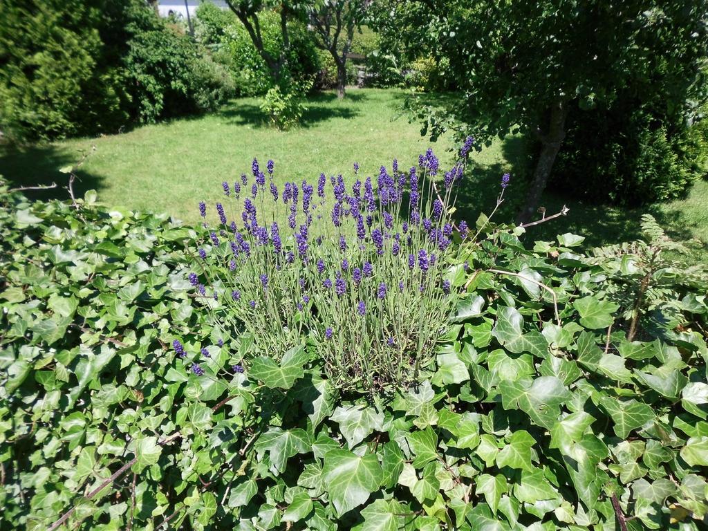 Apartment In Langewiese Sauerland With Garden Вінтерберг Екстер'єр фото